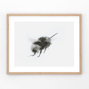 "Distinction Not Extinction", a charcoal drawing of a bumblebee, full of bold strokes and fine details. A striking art print for bee lovers and nature enthusiasts!