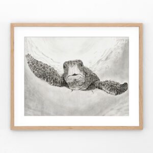 The Great Navigator – Award-winning charcoal drawing of a soulful green sea turtle, full of quiet strength and coastal charm.