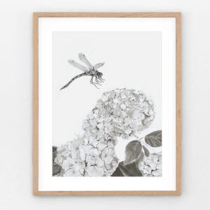 "Touchdown" is a charcoal art print of a dragonfly about to land on a hydrangea, capturing nature’s delicate beauty. Perfect for dragonfly lovers and botanical art enthusiasts.