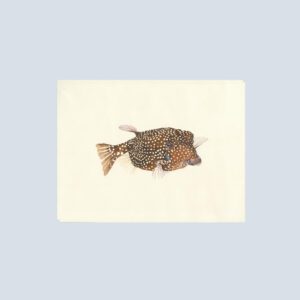 Charming note card of a colorful spotted boxfish, full of personality and tropical flair.