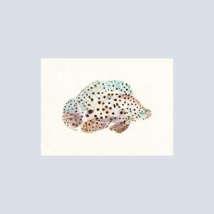 Note card featuring a barramundi cod fish with soft spots and brilliant blue eyes, swimming with poise.