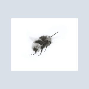 Elegant black and white illustration of a detailed bee, presented in a refined, minimalist style.